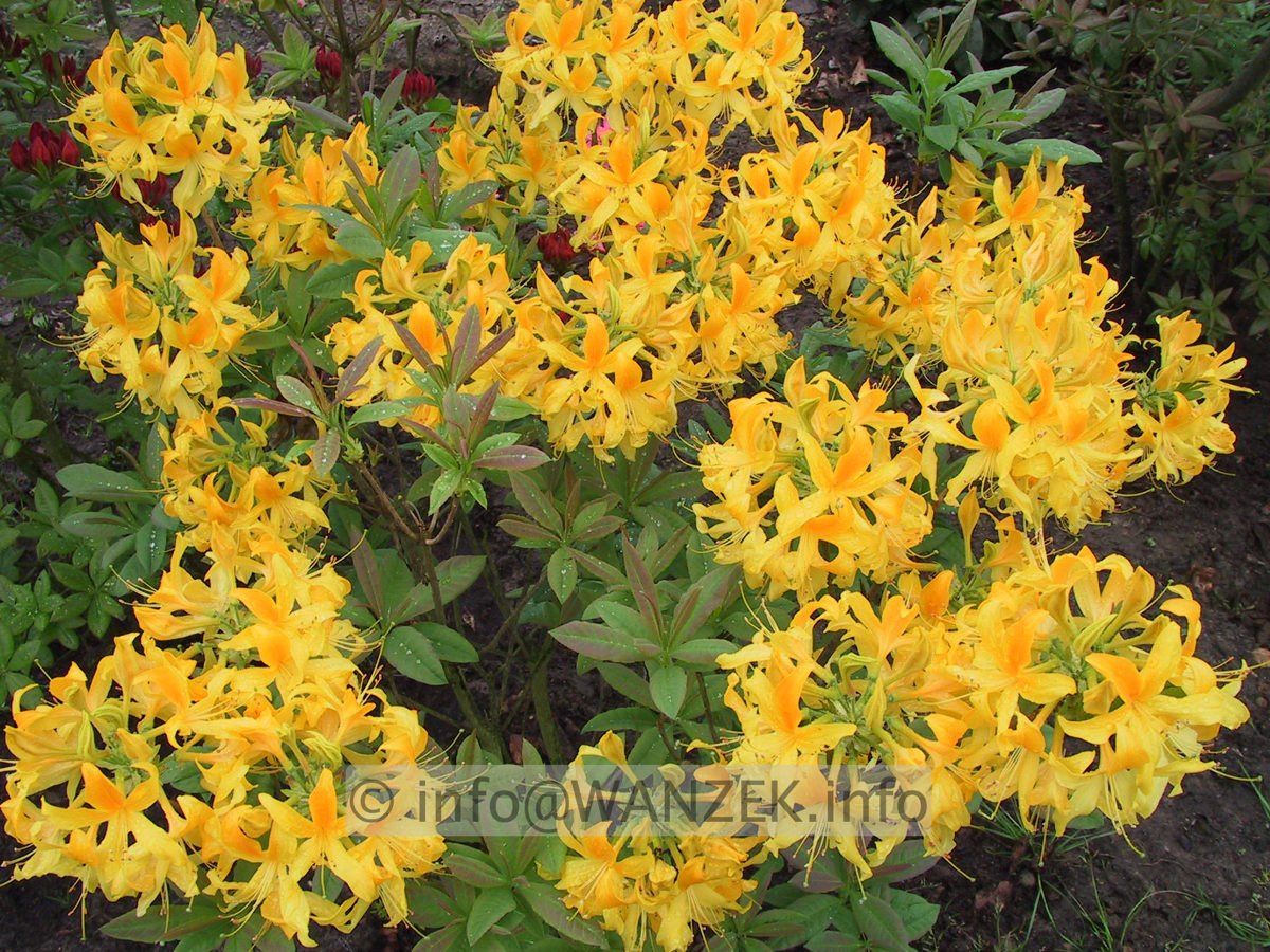 Azalea knaphill Golden Sunset.JPG